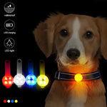 GlowPaws™ Water-Resistant USB Rechargeable LED Dog Collar
